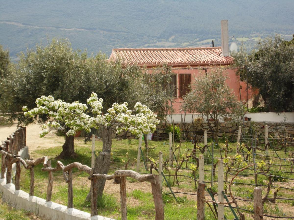 Villa L'Oleandro Oliena Eksteriør billede